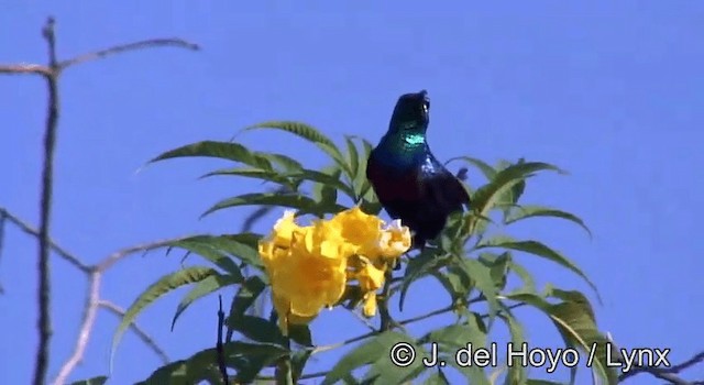 Red-chested Sunbird - ML201264851