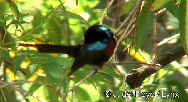 Red-chested Sunbird - ML201264861
