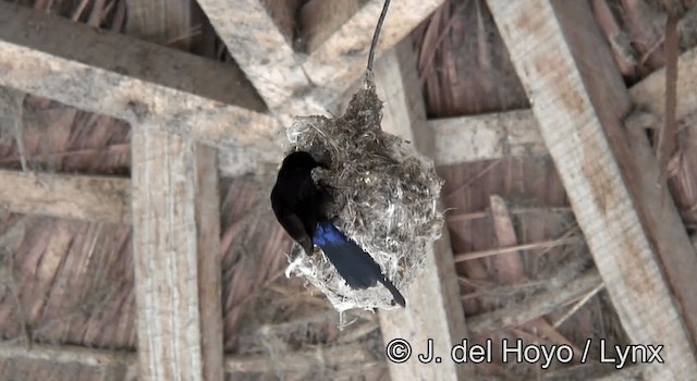 Red-chested Sunbird - ML201264881