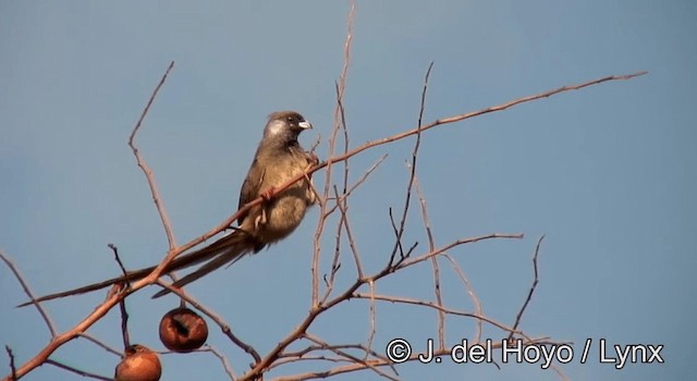 Speckled Mousebird - ML201264891
