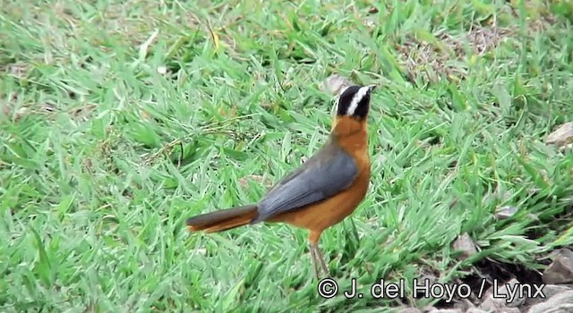 White-browed Robin-Chat - ML201264901