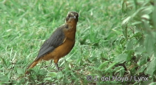 White-browed Robin-Chat - ML201264911