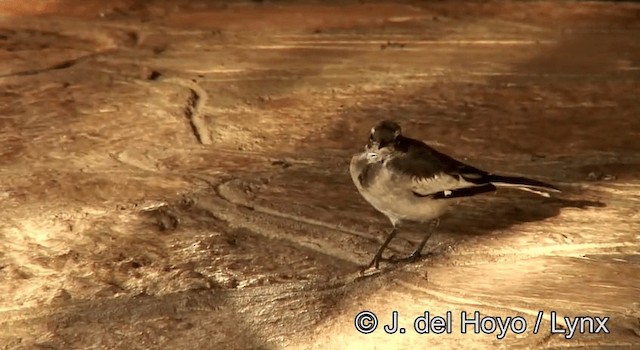 African Pied Wagtail - ML201265021