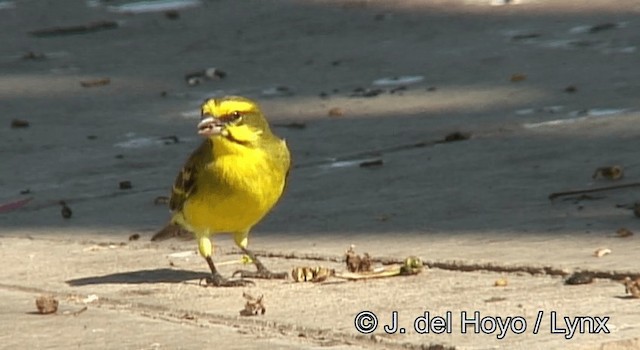 Yellow-fronted Canary - ML201265191
