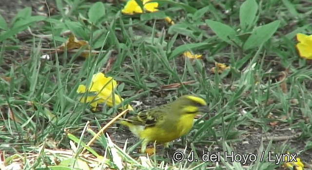 Yellow-fronted Canary - ML201265201