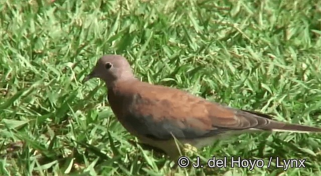 Laughing Dove - ML201265221