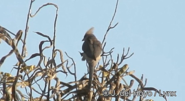Синешапочная птица-мышь - ML201265241
