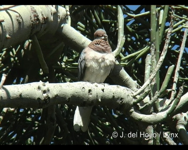Laughing Dove - ML201265541