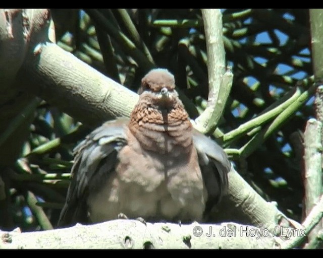 Laughing Dove - ML201265561