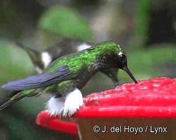 White-booted Racket-tail - ML201265751