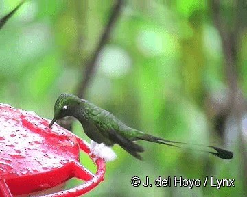 White-booted Racket-tail - ML201265761