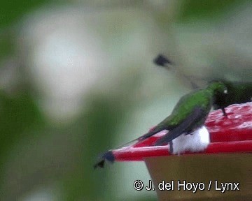 White-booted Racket-tail - ML201265771