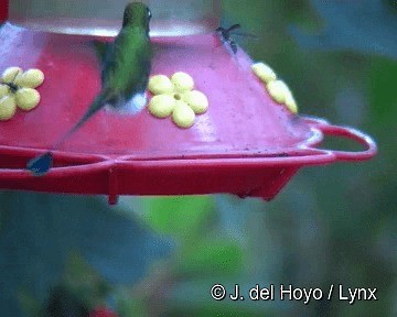 White-booted Racket-tail - ML201265781