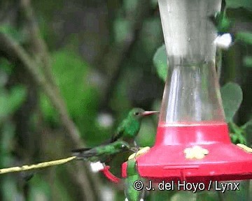 White-booted Racket-tail - ML201265791