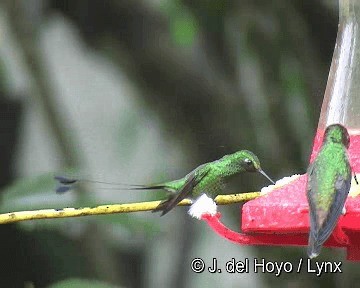 White-booted Racket-tail - ML201265801