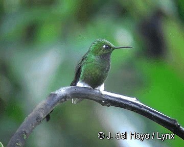 White-booted Racket-tail - ML201265821