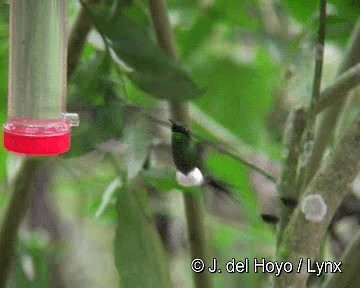 White-booted Racket-tail - ML201265841