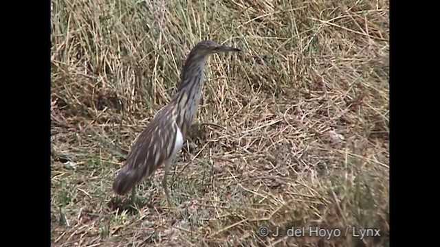 Malagasy Pond-Heron - ML201266541