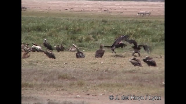 Lappet-faced Vulture - ML201266621