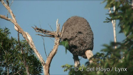 Olive-throated Parakeet (Aztec) - ML201267131