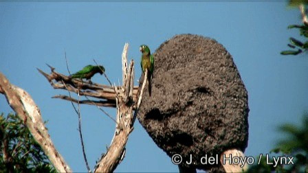 Olive-throated Parakeet (Aztec) - ML201267141