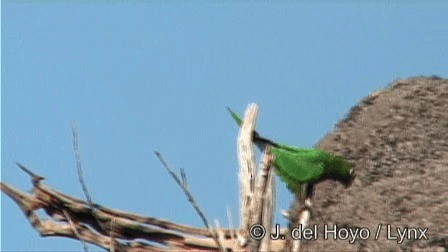 Olive-throated Parakeet (Aztec) - ML201267151