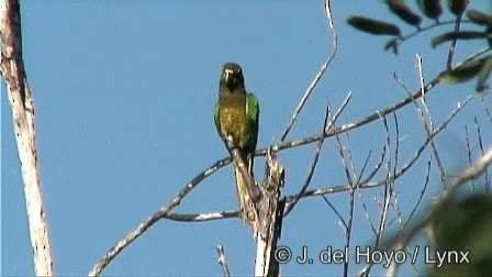 Olive-throated Parakeet (Aztec) - ML201267161