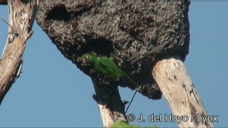 Olive-throated Parakeet (Aztec) - ML201267171