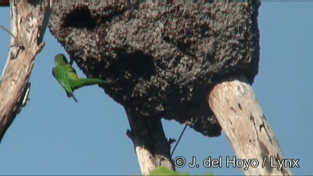 Olive-throated Parakeet (Aztec) - ML201267181