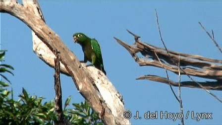 Olive-throated Parakeet (Aztec) - ML201267191
