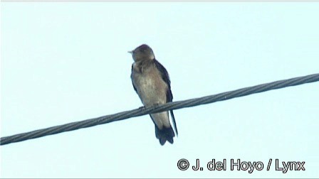 Northern Rough-winged Swallow (Ridgway's) - ML201267201