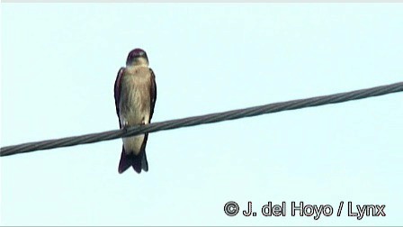 Northern Rough-winged Swallow (Ridgway's) - ML201267211