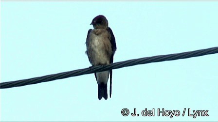 Northern Rough-winged Swallow (Ridgway's) - ML201267221