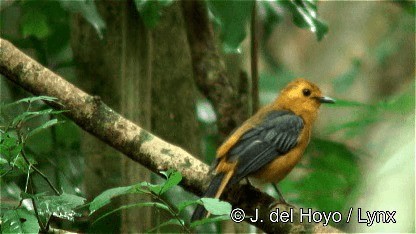 ズアカツグミヒタキ Ebird