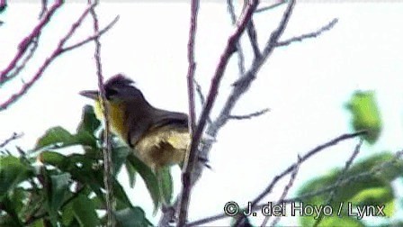 Gray-crowned Yellowthroat - ML201267331