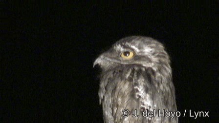 Northern Potoo (Middle American) - ML201267401
