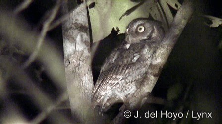 Middle American Screech-Owl (Middle American) - ML201267431
