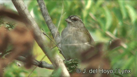 Green-backed Sparrow - ML201267441