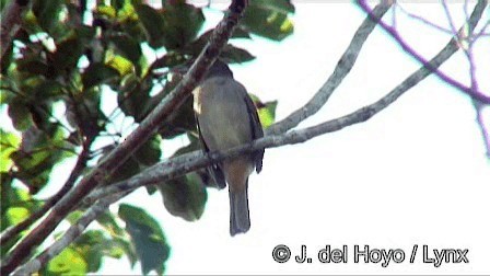 Rose-throated Tanager - ML201267571