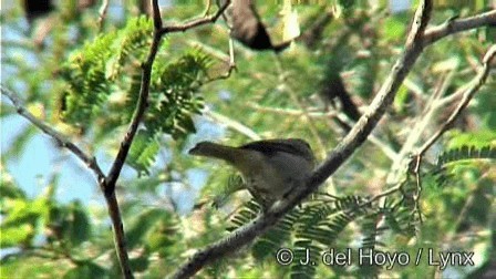Rose-throated Tanager - ML201267581