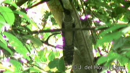 Dusky Long-tailed Cuckoo - ML201267691