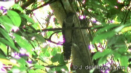 Dusky Long-tailed Cuckoo - ML201267701