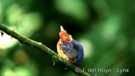 African Dwarf Kingfisher - ML201267711
