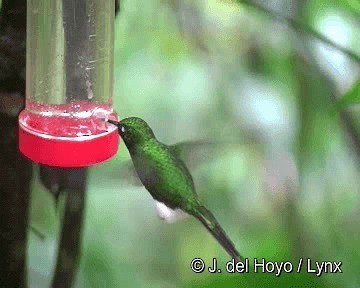 White-booted Racket-tail - ML201267721