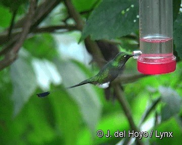 White-booted Racket-tail - ML201267731