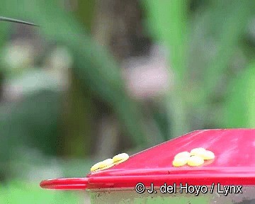 Усатый колибри-отшельник - ML201267821