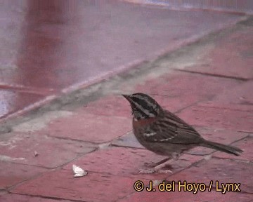 Rufous-collared Sparrow (Rufous-collared) - ML201267881