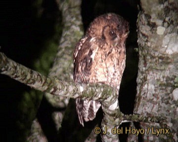 Long-tufted Screech-Owl - ML201267891