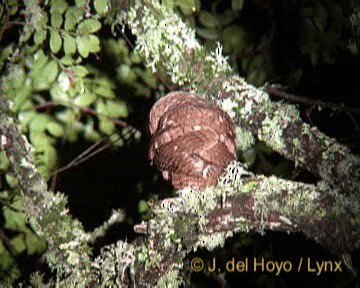 Long-tufted Screech-Owl - ML201267901