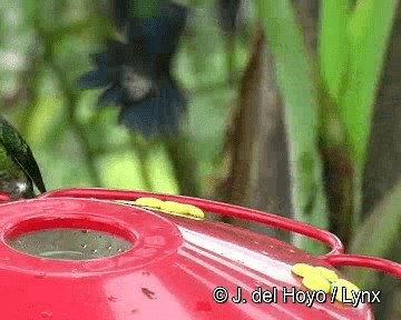 kolibřík vidloocasý [skupina fannyae] - ML201267971